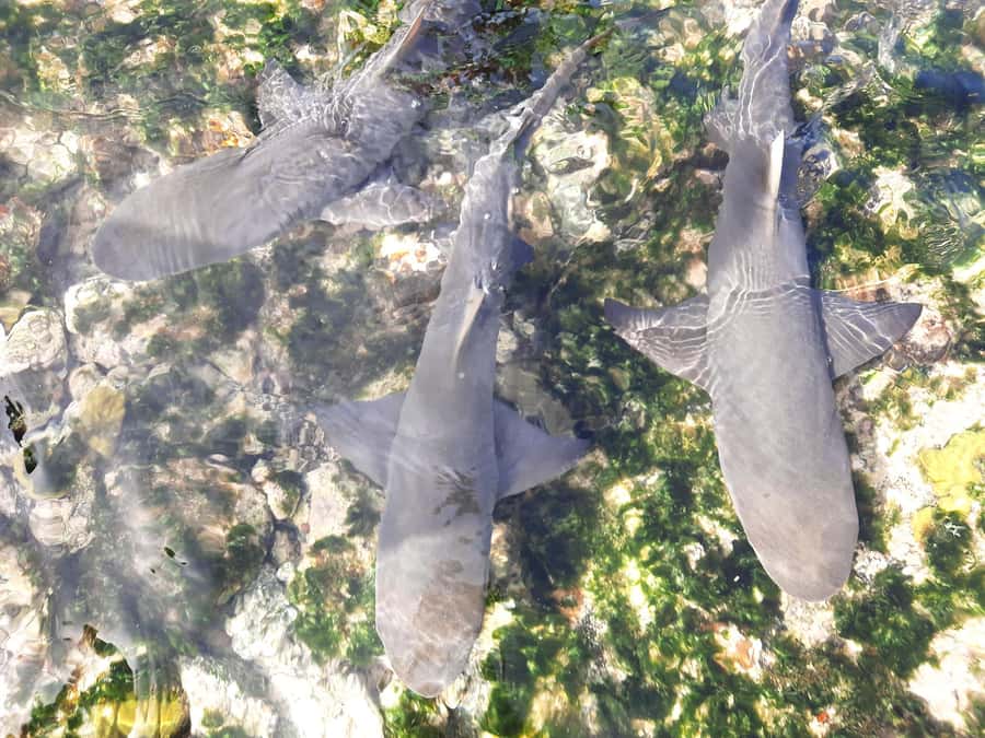 Sal Island: Private Shark Watching & Floating Experience - Key Highlights You Should Know