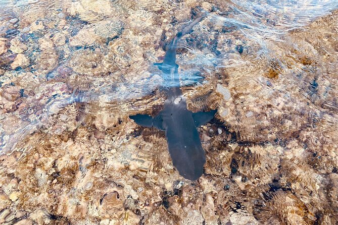 Sal island: Salt Lake Tour, Shark bay & Pedra de Lume Village - Shark Bay: lemon sharks up close, with the right footwear