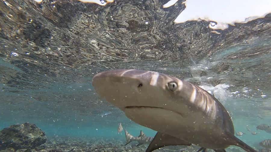 Sal Island: Shark Bay Experience from Santa Maria - Beach viewing or going in the water: pick the comfort level that suits you