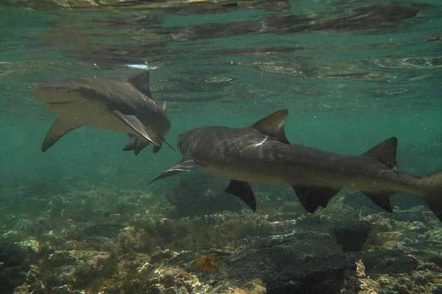Sal Island: Shark Bay Experience from Santa Maria - What you will see and learn at Shark Bay