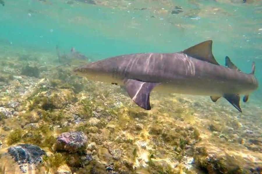 Sal Island: Shark Bay Experience from Santa Maria - Logistics that actually matter on the day