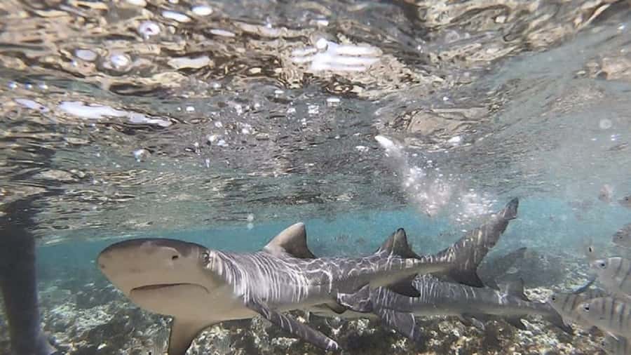 Sal Island: Shark Bay Experience from Santa Maria - Who should book the Shark Bay experience, and who might skip it