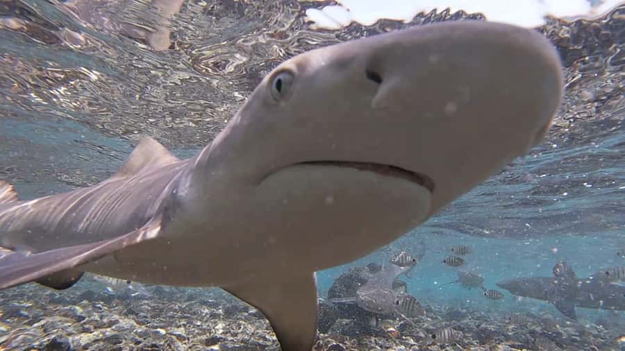 Sal Island: Shark Bay Experience from Santa Maria - The 2-hour rhythm, pickup included, then back to your hotel