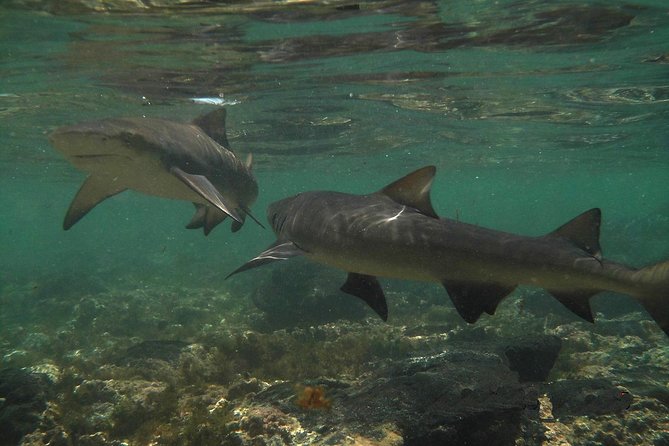 Sal Island: Shark Bay Shark Watching Experience from Santa Maria - Key Highlights Before You Go