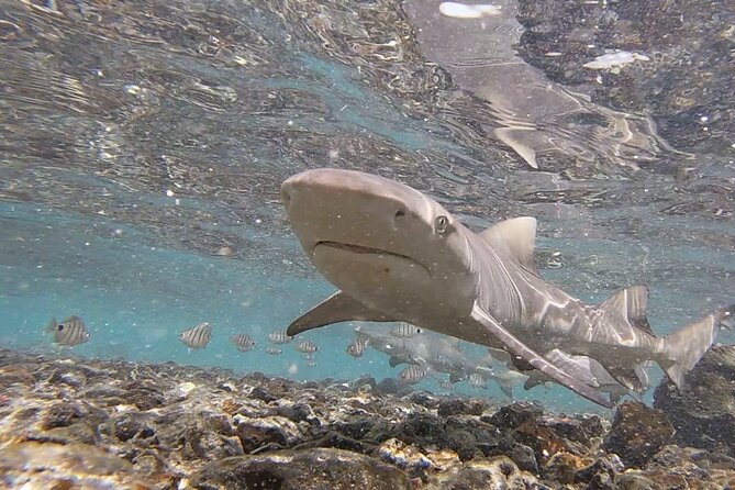 Sal Island: Shark Bay Shark Watching Experience from Santa Maria - Getting to Shark Bay from Santa Maria (and Why the Transfer Matters)