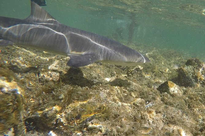 Sal Island: Shark Bay Shark Watching Experience from Santa Maria - Swimming Options: Beach Viewing vs. Getting In