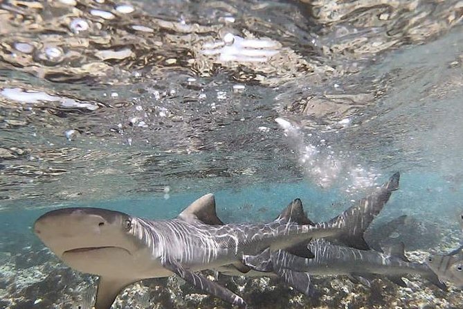 Sal Island: Shark Bay Shark Watching Experience from Santa Maria - The Guide Experience: What Happens Before You Meet the Sharks