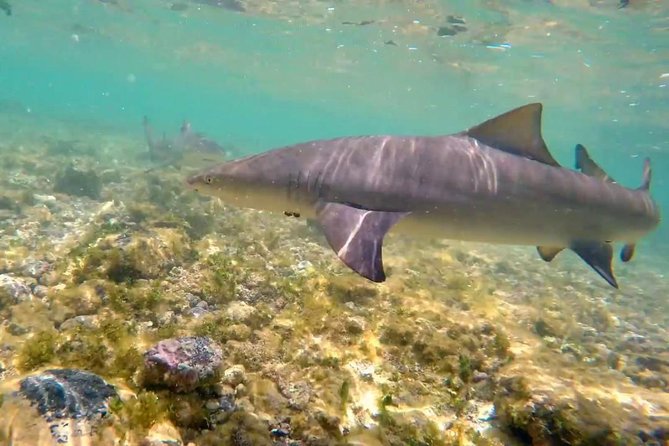 Sal Island: Shark Bay Shark Watching Experience from Santa Maria - Water Shoes, Crocs, and Rocky Footing (The Part You Shouldn’t Skip)