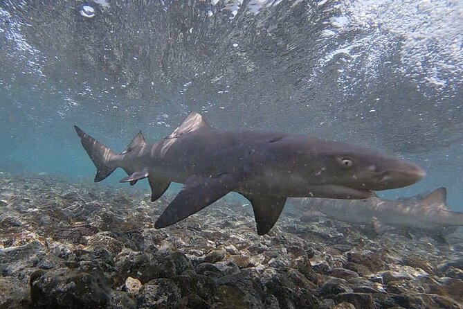 Sal Island: Shark Bay Shark Watching Experience from Santa Maria - What to Bring: Cameras, Swimsuits, Towels, and a Waterproof Plan