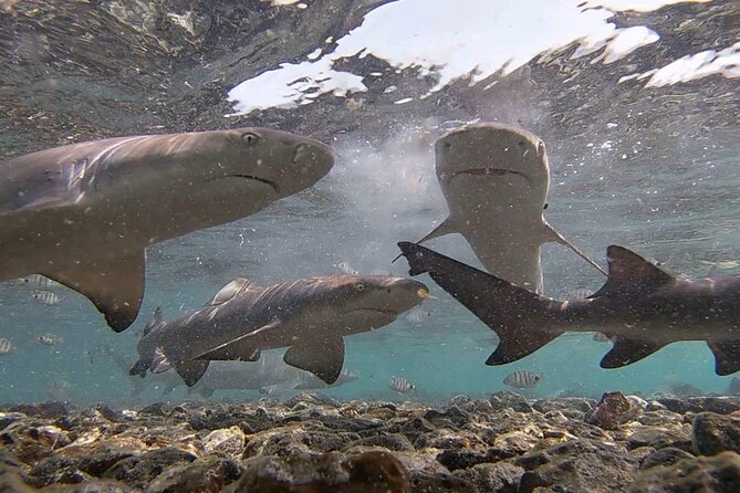 Sal Island: Shark Bay Shark Watching Experience from Santa Maria - Timing Inside the Bay: Why People Value the Longer Shark Time