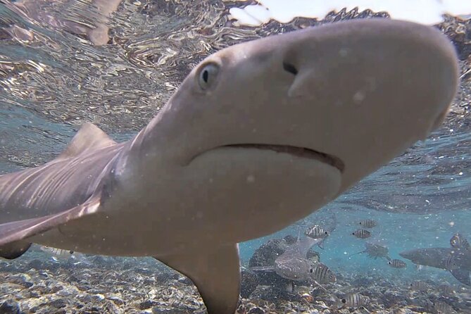 Sal Island: Shark Bay Shark Watching Experience from Santa Maria - Lemon Sharks at Shark Bay: What You Actually See