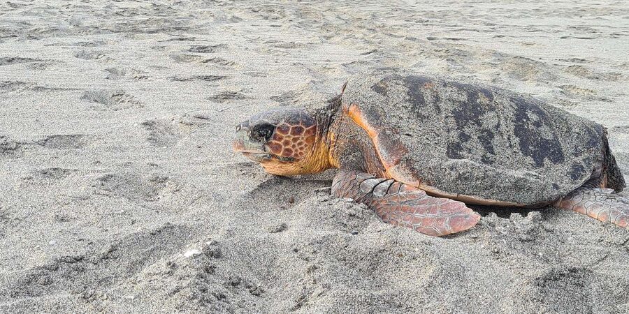 Sal Island: Turtle Watching Experience - Key points to know before you go