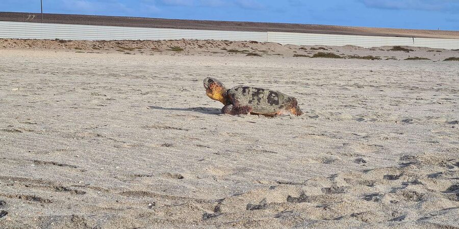 Sal Island: Turtle Watching Experience - Price of $46 Per Person: What You Get for the Money