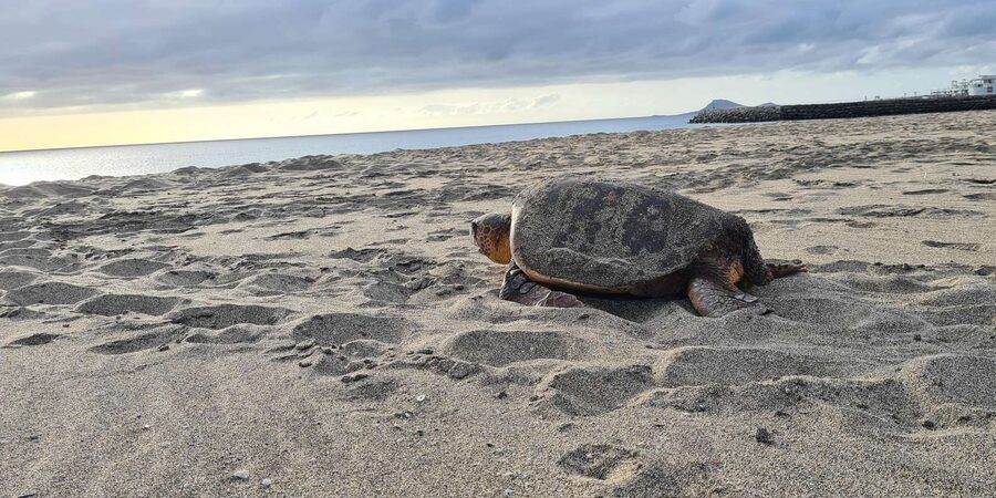 Sal Island: Turtle Watching Experience - Eco Tour Ethics: Respecting the Nesting Work