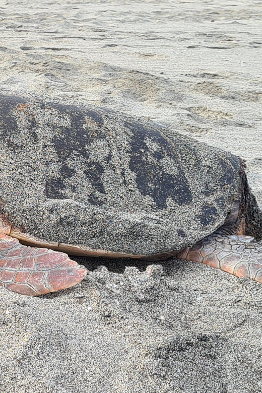 Sal Island: Turtle Watching Experience - Who Should Book This Turtle Watching Tour on Sal