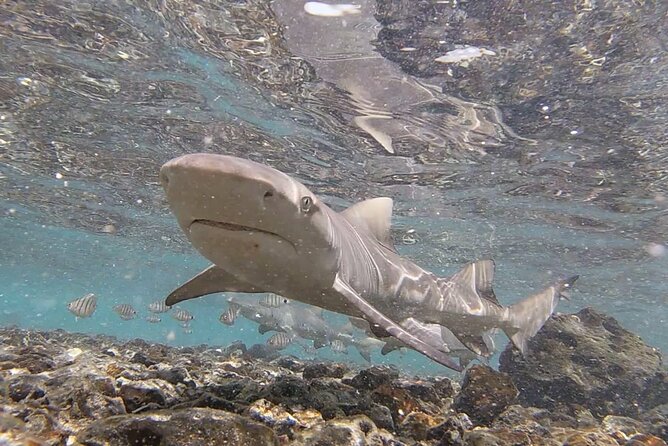 Sal Private Tour: All inclusive Salt Lake, Blue eye and Shark Bay - Private half-day on Sal: great when you want highlights, not a full marathon