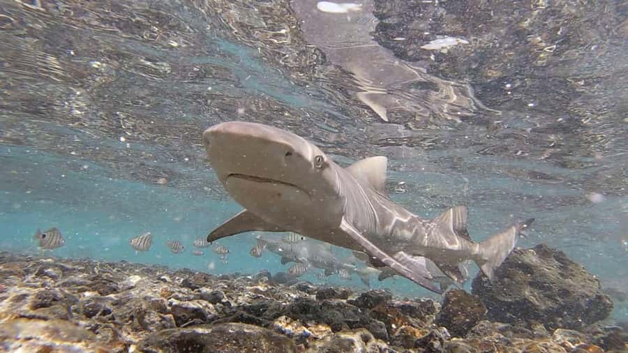 Sal: Private Tour Secrets of a native guide All-inclusive - Shark Bay with lemon sharks, then Pedra Lume: the floating salt-lake finale