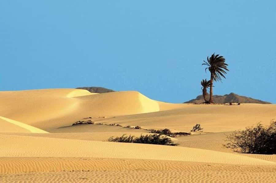 Sal Rei, Santa Monica Beach, Caves, Dunes & Shipwreck Tour - Viana Desert dunes and its small oases: Sahara vibes without leaving the Atlantic