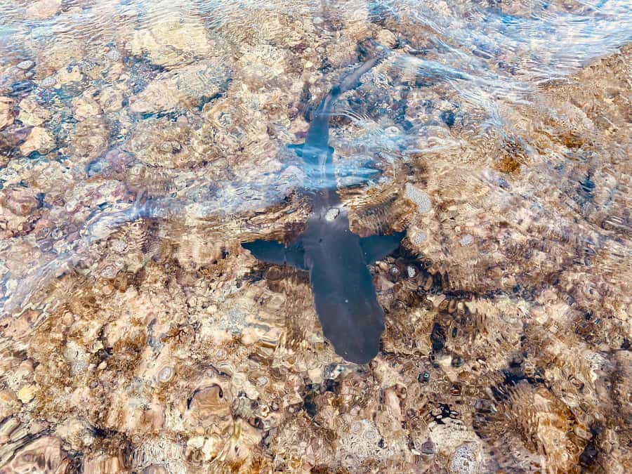 Sal: Salt Lake Tour, Shark Bay and Pedra de Lume Village - Who should book this Shark Bay and Salinas mix, and who should skip it