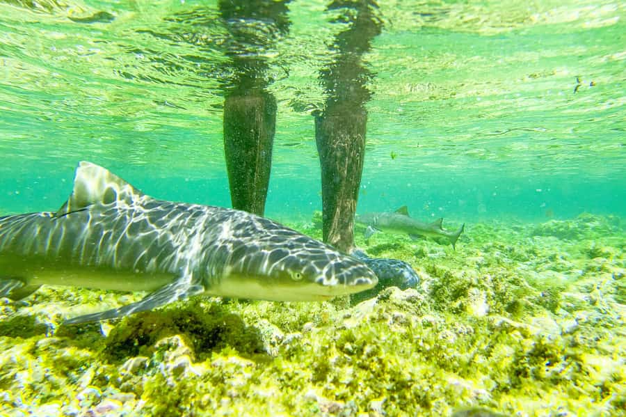 Sal: Small Group Island Tour & Lunch with a Local Family - Buracona Blue Eye: a natural pool stop that depends on conditions