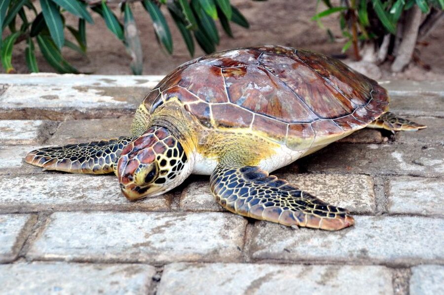 Sal: Turtle Nesting with professional local guide - Key Things You’ll Notice on the Beach