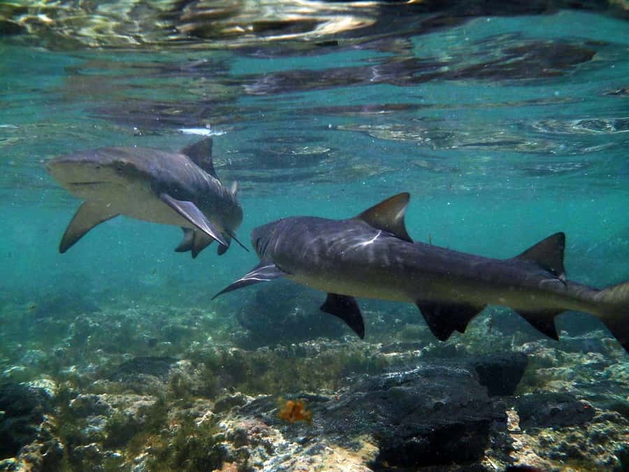 Salt Pans & Lemon Sharks Experience - Key things I think you’ll care about most
