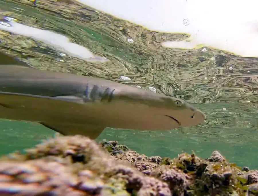 Salt Pans & Lemon Sharks Experience - Your Salina bath: clay, salt pans, and the 26x salt water