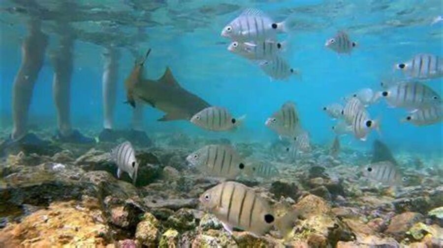 Salt Pans & Lemon Sharks Experience - What to pack and do before you go (a tide-proof plan)
