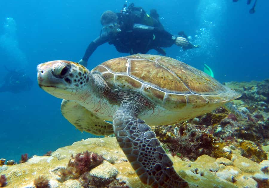 Santa Maria: Discover Scuba Diving - The Afternoon Ocean Session: Boat Ride, Then Your First Underwater Time