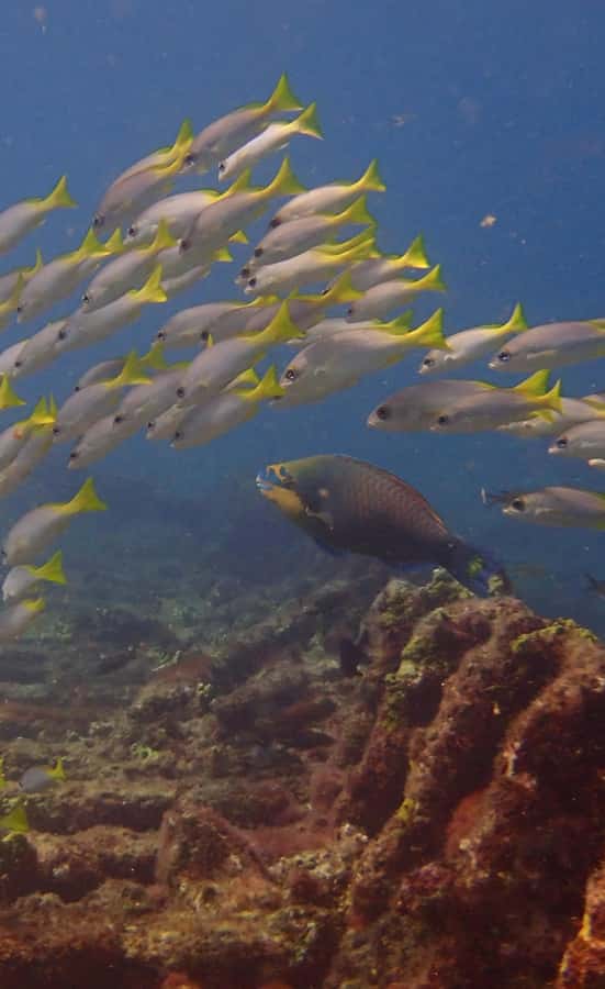 Santa Maria: Guided Snorkeling and Reef Tour - Key takeaways before you go