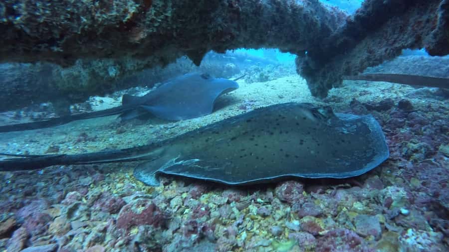 Santa Maria: Guided Snorkeling and Reef Tour - Price and value: why $44 can make sense here