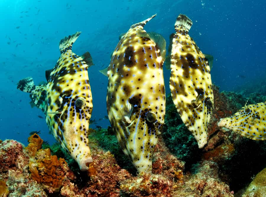 Santa Maria: Guided Snorkeling and Reef Tour - Santa Maria snorkeling, without the fuss