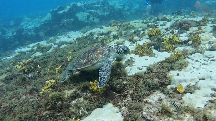 Santa Maria: Guided Snorkeling and Reef Tour - Farol and Santa Maria Bay: where the calm reef viewing happens