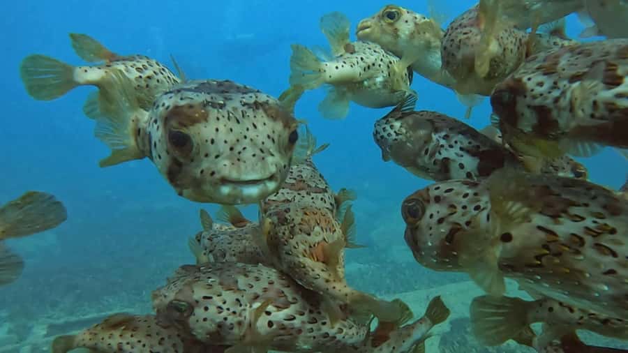 Santa Maria: Guided Snorkeling and Reef Tour - Bolama wreck: the stop that adds story to your photos