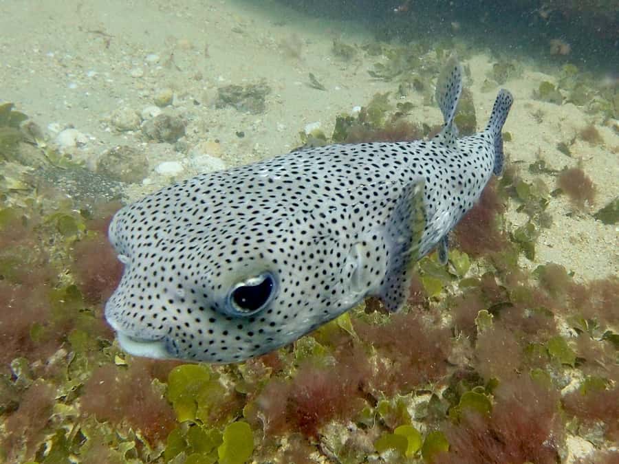 Santa Maria: Guided Snorkeling and Reef Tour - What marine life you can realistically hope to see