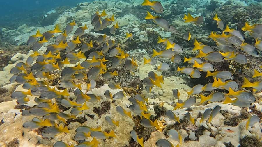 Santa Maria: Guided Snorkeling and Reef Tour - Timing and how two hours plays out underwater