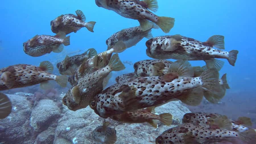 Santa Maria: Guided Snorkeling and Reef Tour - Who this tour suits best in Santa Maria
