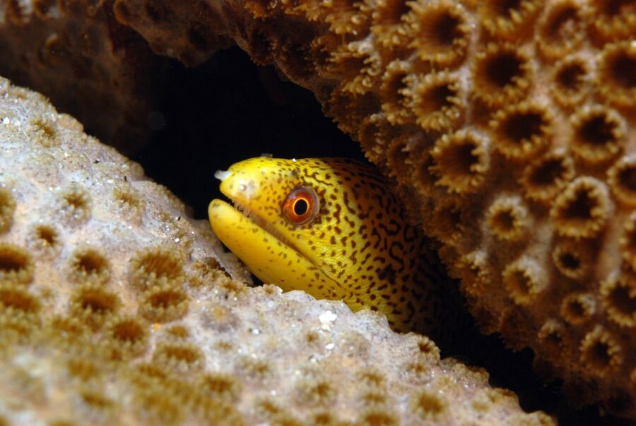 Santa Maria: Half-Day Diving Trip in Sal with Pickup - Key highlights to know before you go