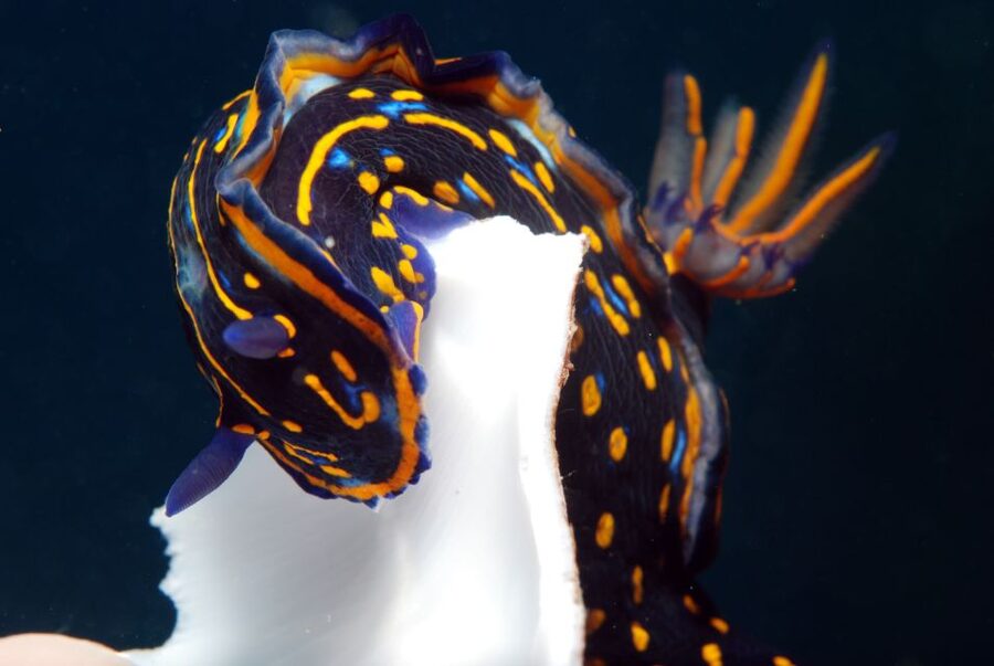 Santa Maria: Half-Day Diving Trip in Sal with Pickup - What you’ll see: tropical plus Mediterranean marine life