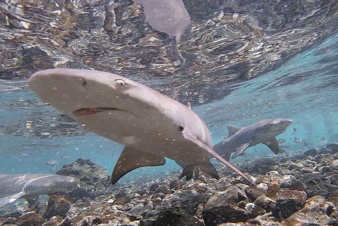 Santa Maria, Sal: All inclusive Salt Lake, Blue Eye and Shark Bay - What to pack so the day feels easy, not rushed
