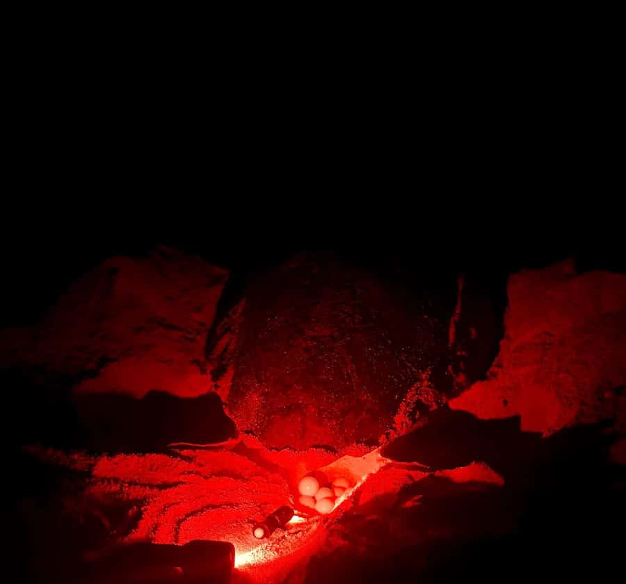 Santa Maria: Sal Island Sea Turtle Watching Experience - Key things to know before you go