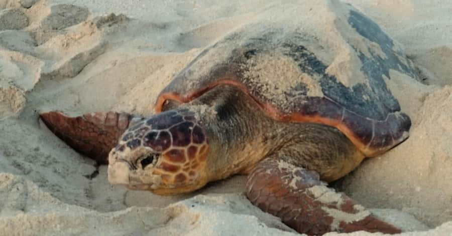 Santa Maria: Sal Island Sea Turtle Watching Experience - Sea Turtle Watching in Santa Maria: What makes it different