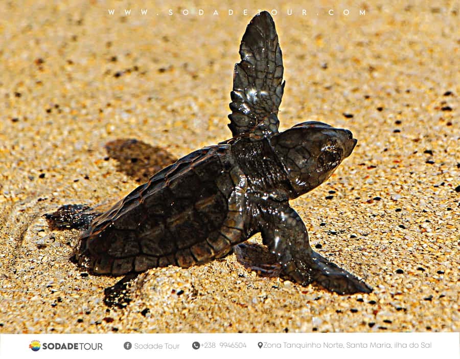 Santa Maria: Sal Island Sea Turtle Watching Experience - Guided briefing: learning turtles before you see them