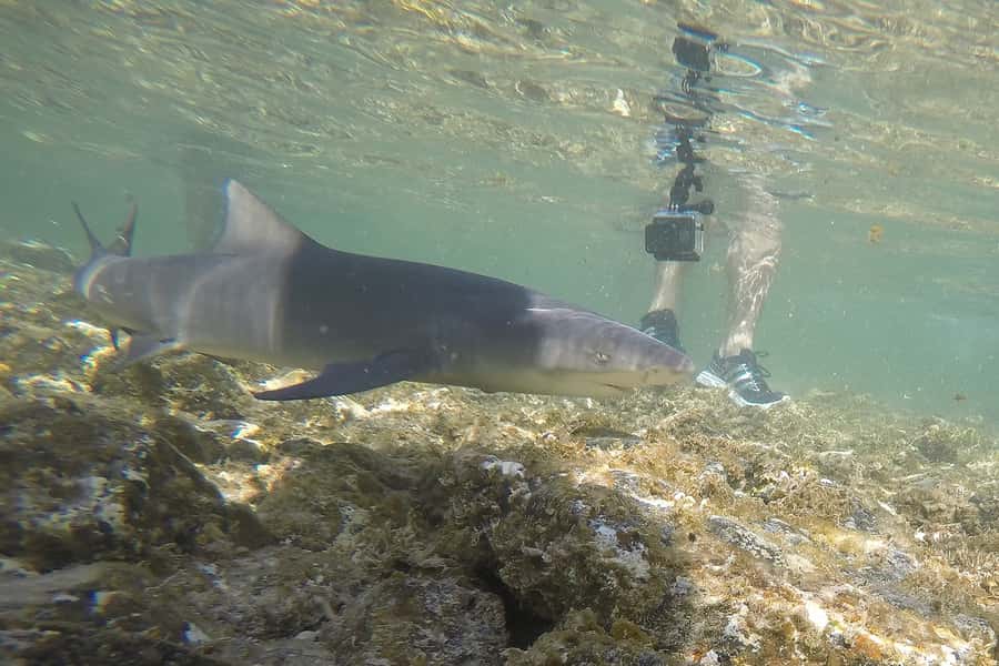 Santa Maria: Salt Mine, Natural Pool, and Shark Bay Tour - Miragem sand flats: the photo stop that feels like a practical illusion