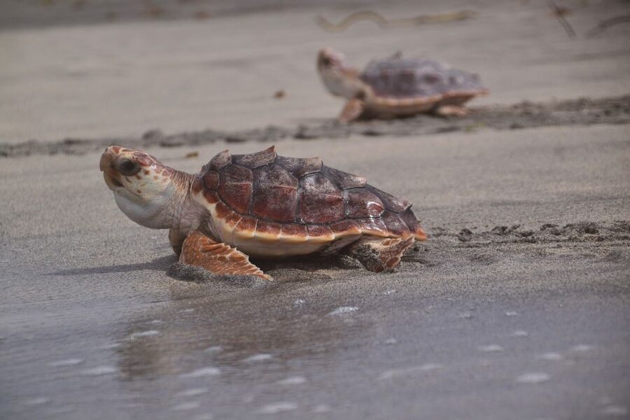 Santa Maria: Sea Turtle Watching Experience on Sal Island - What to bring (and what to leave at home)
