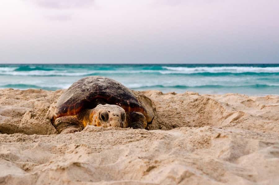 Santa Maria: Sea Turtle Watching Experience on Sal Island - Night Turtle Nesting on Sal Island: what you’re really signing up for