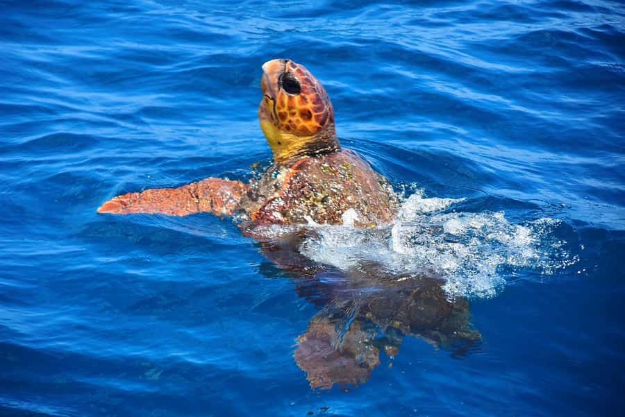 Santa Maria: Sea Turtle Watching Experience on Sal Island - The full nesting cycle: what you’ll learn on the sand