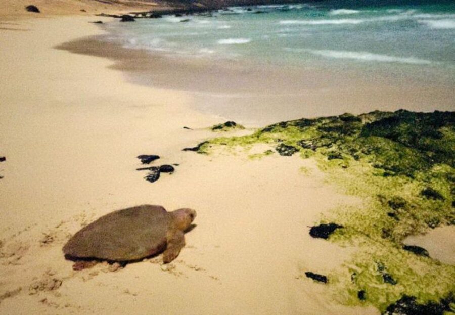Santa Maria: Sea Turtle Watching Experience on Sal Island - Silence, dark clothes, and why the rules are strict