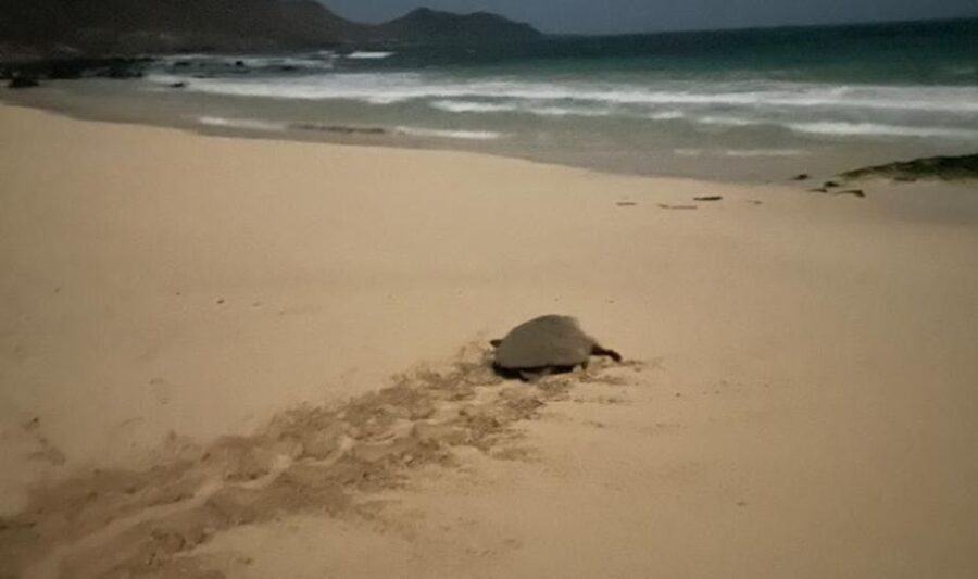 Santa Maria: Sea Turtle Watching Experience on Sal Island - Possible bonus moments: measurements, multiple turtles, and even hatching
