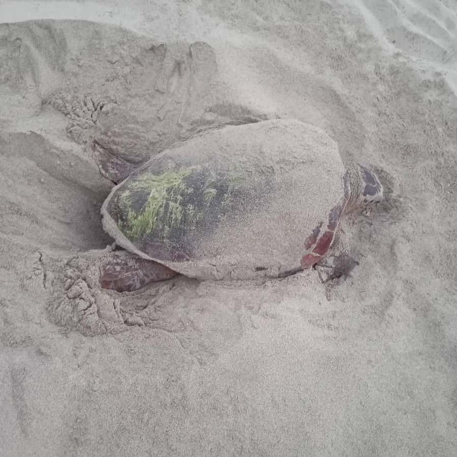 Santa Maria: Sea Turtle Watching Experience on Sal Island - Pickup at 8 PM, drive to a deserted beach, and the rhythm of the night